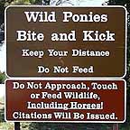 Wild Ponies Bite and kick