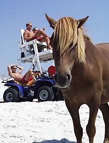 Wild Pony in Front of a Lifeguard