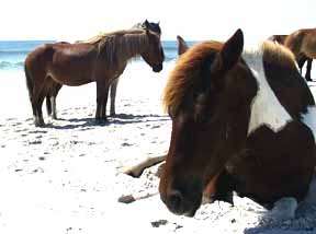 Wild Ponies on the Beach