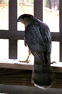 Hawk on back porch