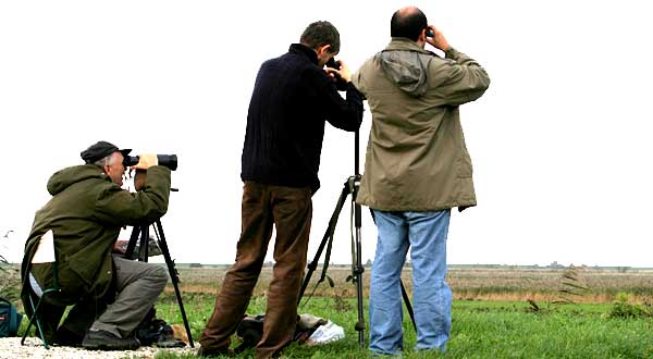 Birdwatchers - fowlers