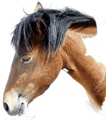 Assateague Island Pony Head