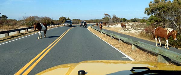 Wild Ponies on Assateague Island