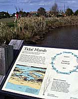 Tidal Marsh